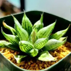 ナイルの一滴 ハオルチア しっかり発根済み 多肉植物 - メルカリ