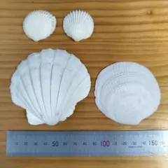 白い貝殻　4点セット