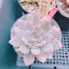 とめ様専用出品 多肉植物 【エボニー×プロリフェラ】抜き苗 - メルカリ