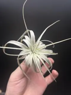 ミマ•ミマ チランジア ハワイ産 tillandsia - メルカリ