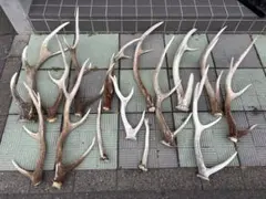 S*i様 蝦夷鹿の角 エゾシカ角 まとめ売り 北海道 ゴールデンカムイ