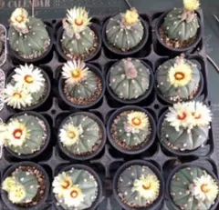 ミミィ(*^^*)様 リクエスト 3点 まとめ商品