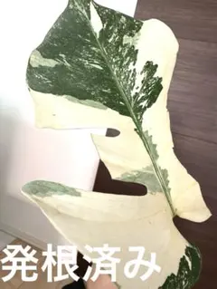 2025年最新】斑入りモンステラ ホワイトタイガーの人気アイテム