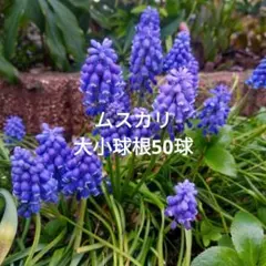 【来年用】ムスカリ　球根　大小50球