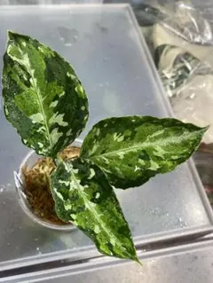 アグラオネマ ラプラス 箱個体 - メルカリ