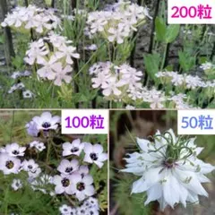 秋まき　種　シレネ　桜小町 / ギリア　トリコロール / ニゲラ　白