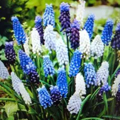 rosa Akiko様 リクエスト 2点 まとめ商品