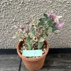 rino♡ 様専用A【七宝樹錦】カット苗2本【ムラサキゴテン】【ジョイントロック