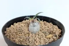 m12418777868_1.jpg?1769829088