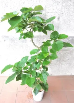 フィカス ウンベラータ 8号146cm S-shaped tree form気根 - メルカリ
