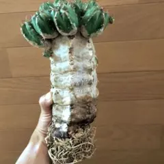 ユーフォルビア ハンディエンシス 　極太　サボテン　アガベ　塊根植物　バオバブ ユーフォルビア ハンディエンシス 極太 サボテン アガベ 塊根植物