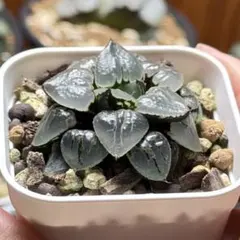 はにわ様 リクエスト 2点 まとめ商品