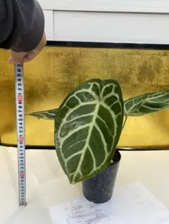 2025年最新】anthurium king ofの人気アイテム - メルカリ