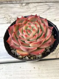 akkismr様 リクエスト 3点 まとめ商品