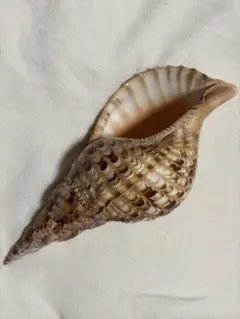 法螺貝 ホラ貝 28cm