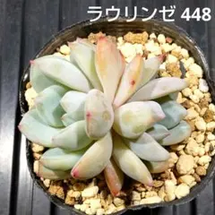 ラウリンゼ 448 エケベリア 多肉植物 抜き苗