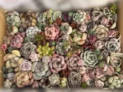 多肉植物　寄せ植えセット(容器いっぱい) B9