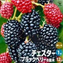 ブラックベリーの苗木