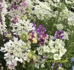 オルレア、リナリア、ニゲラの種