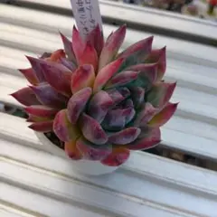 多肉植物 コロラータアテマハック×中里リンゼアナ