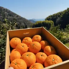 みかん　せとみ 5kg 2級 訳あり 農家直送 山口県周防大島産糖度13〜14度