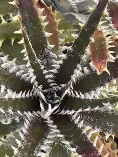 DBディッキア Dyckia Bill Baker hyb #211 - メルカリ
