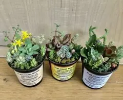 大容量　多肉植物　寄せ植え　育て方メモつき❤️ カラフル　3つセット