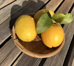 訳あり！産地直送 広島県蒲刈産レモン 1kg - メルカリ