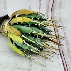 6 アガベ ユタエンシス エボリスピナ ボール型 変禾 6 アガベ ユタエンシス エボリスピナ ボール型 変禾 - メルカリ