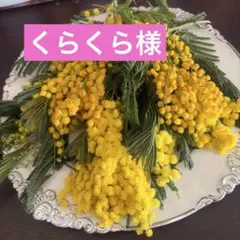 5くらくら様ミモザ生花切り売り販売 小分け ミランドール22〜27センチ