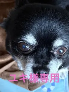 ユキ様専用