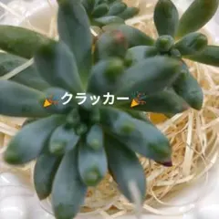 つぶつぶ屋さん クラッカー「乙女心 × ピンウィール カット苗 3カットのサムネイル
