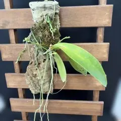 胡蝶蘭 自然種 山木 激レア 入手困難phal.lueddemanniana - メルカリ