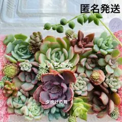 68 多肉植物　多肉弁当　詰め合わせ　寄せ植え　セット　カット苗　韓国苗　セダム