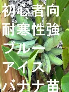 大苗100cm◇富裕層向け蜜味品種。マリオンナムワ＝バナナ苗◇永久資産