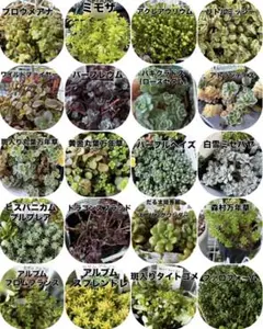 多肉植物　カット苗　バイキング　【オーダーページ】