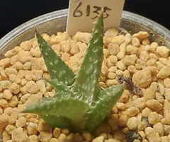 6135 アナコンダ　多肉植物 ハオルチア アロエ