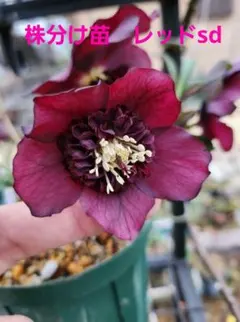 2026年最新】クリスマスローズ 株分けの人気アイテム - メルカリ