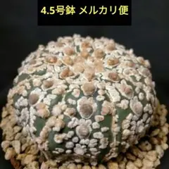 大株 アストロフィツム 亀甲ランポー玉 亀甲鸞鳳玉 銀沙タイプ 自根