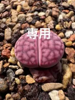 ちゃっぴー様 リクエスト 3点 まとめ商品