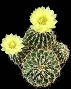 緑花龍王 実生苗　人気花サボテン　入手困難　芳香種　大きめ 傷ありのサムネイル