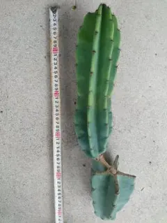 輸入苗 opuntia grandiskk 1985 オプンチア サボテン 多肉 - メルカリ