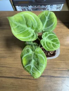 2025年最新】アンスリウム ドラヤキの人気アイテム - メルカリ