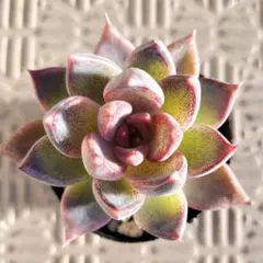 2026年最新】吉影紫吹の人気アイテム - メルカリ