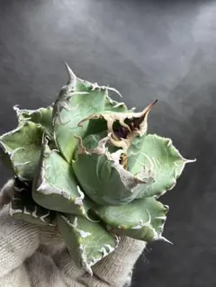 2026年最新】アガベ チタノタ 魔丸の人気アイテム - メルカリ