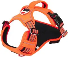 Item thumbnail for item 6186e257-d39b-4d53-985a-81a255b51cc4