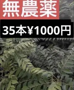 Amazon.co.jp: 4年 大　オーガニックカレーリーフ 大セール！希少 LEE(リー) 江崎 180g×10個 辛さ×20倍 ビーフカレーLEE フラワー・ガーデニング