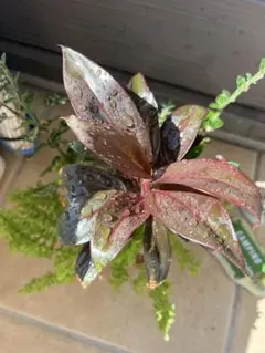 【寄せ植え】コルジリネとシダの観葉植物セット