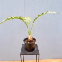ご連絡用 ペンステモン ダークタワーズ苗 掘り起こし苗 ご連絡用 ペンステモン ダークタワーズ苗 掘り起こし苗 - メルカリ