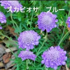 スカビオサ ブルー 種 15粒のサムネイル